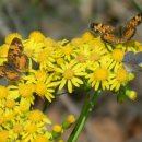 하모니통나무집 이미지