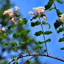 아마빌리스 이미지