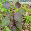 김해봉황초등학교 이미지