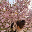 은성사 | 서울 근교 데이트 코스 추천, 용인 은성사 겹벚꽃