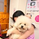 애견이야기 이미지