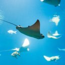 아싸가오리 이미지