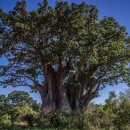 바오밥나무기타 이미지