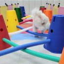 멍찌애견유치원 이미지