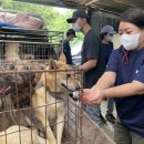 24시간 잠복 끝 급습…동물단체는 왜 도살장 철폐에 나섰나 이미지