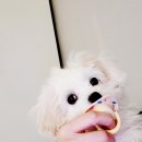 꽃님이 | 춘천강아지분양 후기 꽃님이 ^^~