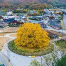 장수동 은행나무 이미지