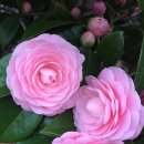 동백여관 이미지