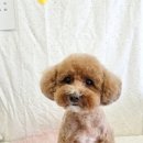 몽구리DOG 이미지