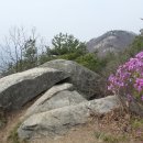 충남 아산시 고용산 진달래 이미지