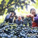 박종진 농장 뉴스1