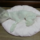 이윤세동물병원 이미지