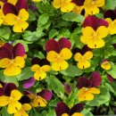 푸른나무한의원 이미지