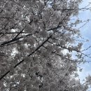 장남 벚나무 이미지