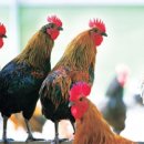 슈퍼치킨 이미지