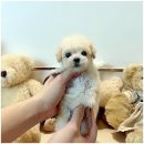 마마스미독 강아지분양 인천점 이미지