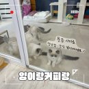 이쁜냥이 | 대구 동성로 데이트코스로 좋은 고양이카페 ‘양이랑커피랑’ 리얼 찐 후기