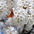 더두툼생고기 이미지