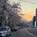 여천천자전거길 | 울산 유채꽃 여천천 아이랑 울산데이트 추천 주차 및 후기