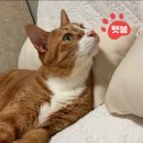고양이 생활 호텔 네이버블로그
