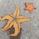 진지내6길 | 다이빙 봉사활동, 오션캠퍼스, 바다생태계 복원 후기 - 2편(Day 4, 5, 6) 대학생, 휴학생 대외활동 추천