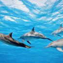 코코트리 이미지