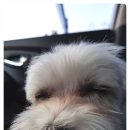 서정동물병원 이미지