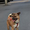 고양이 쉼터 이미지