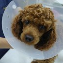 제주온동물병원 이미지