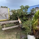 수원성 민박 이미지