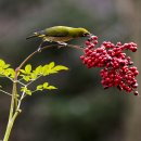 대감이동갈비 이미지