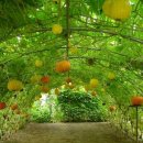 호박넝쿨 이미지