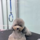 비숑다움 이미지