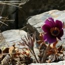 동강의품속 이미지