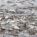 백조공원 이미지