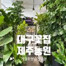 대구꽃집 신암동꽃집, 제주농원 반려식물 들임후기 (개업화분,인사이동 승진화분 추천)