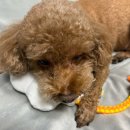 에그인형 놀기 | 플로피 강아지 터그놀이장난감 에그터그 사용후기