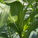 연준농장 이미지