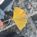 은행마을아주아파트경로당 | 여행일기｜경남 밀양 당일치기 데이트: 가을 은행나무 명소 오연정·영남루 나들이🌳🍂💛