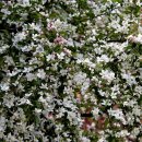 꽃사과나무(하얀꽃) 이미지