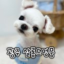 살롱드멍뭉 | 수완지구 애견미용 1인샵 살롱드멍뭉 알머리컷 후기