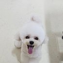 퍼피짱 대도점 이미지