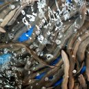 풍천장어 이미지