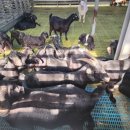 햇살 염소농장 이미지