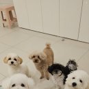 부산애견호텔 강아지유치원 애견미용 맘바이 수영구점 이미지