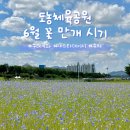 왕숙천공원-2[도농-2] | 도농체육공원 수레국화 데이지 만개 시기 주차 정보