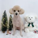 벨몽드펫 이미지