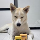 플루피 그루밍 이미지