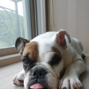 유니펫마트 이미지