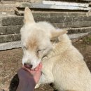 미소짖개 이미지